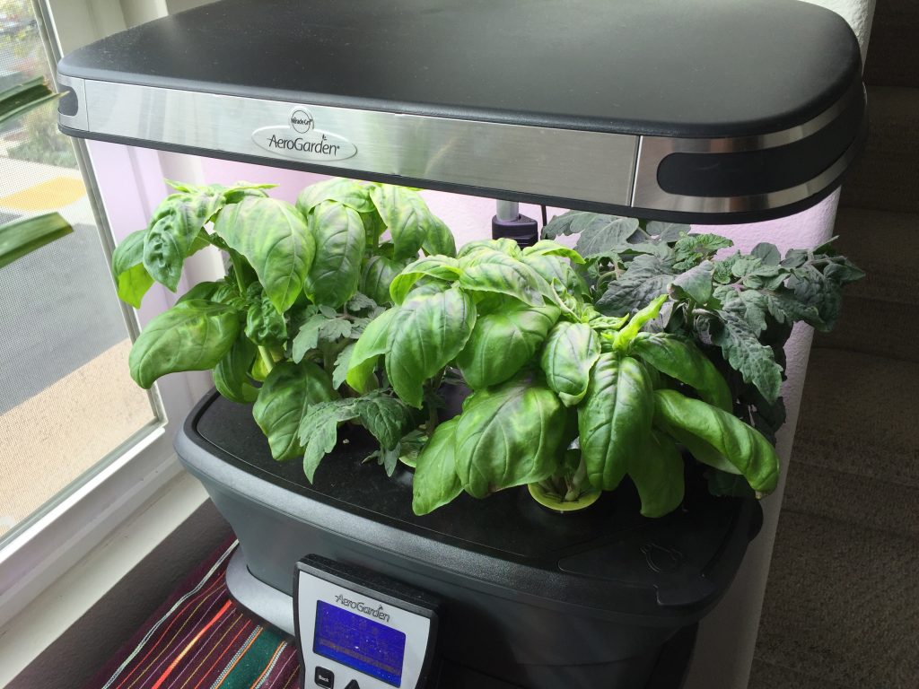 An Aerogarden Ultra LED planter with basil growing in it next to a window.