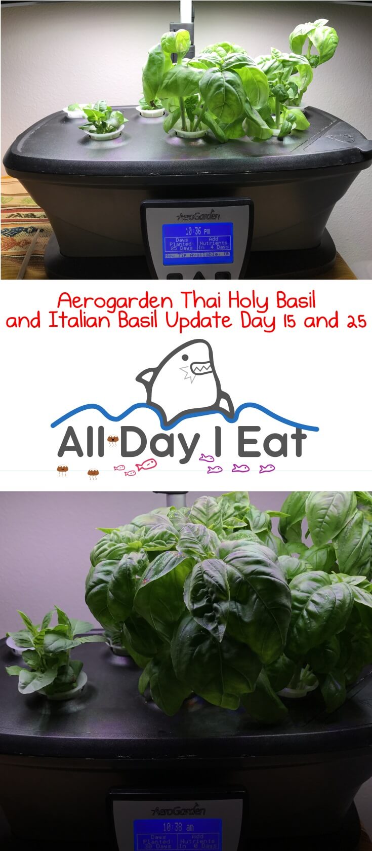 Aerogarden Thai Holy Basil and Italian Basil Update Day 15 and 25. Growing your own herbs indoors, hydroponically, and organically couldn't be any easier! | www.alldayieat.com