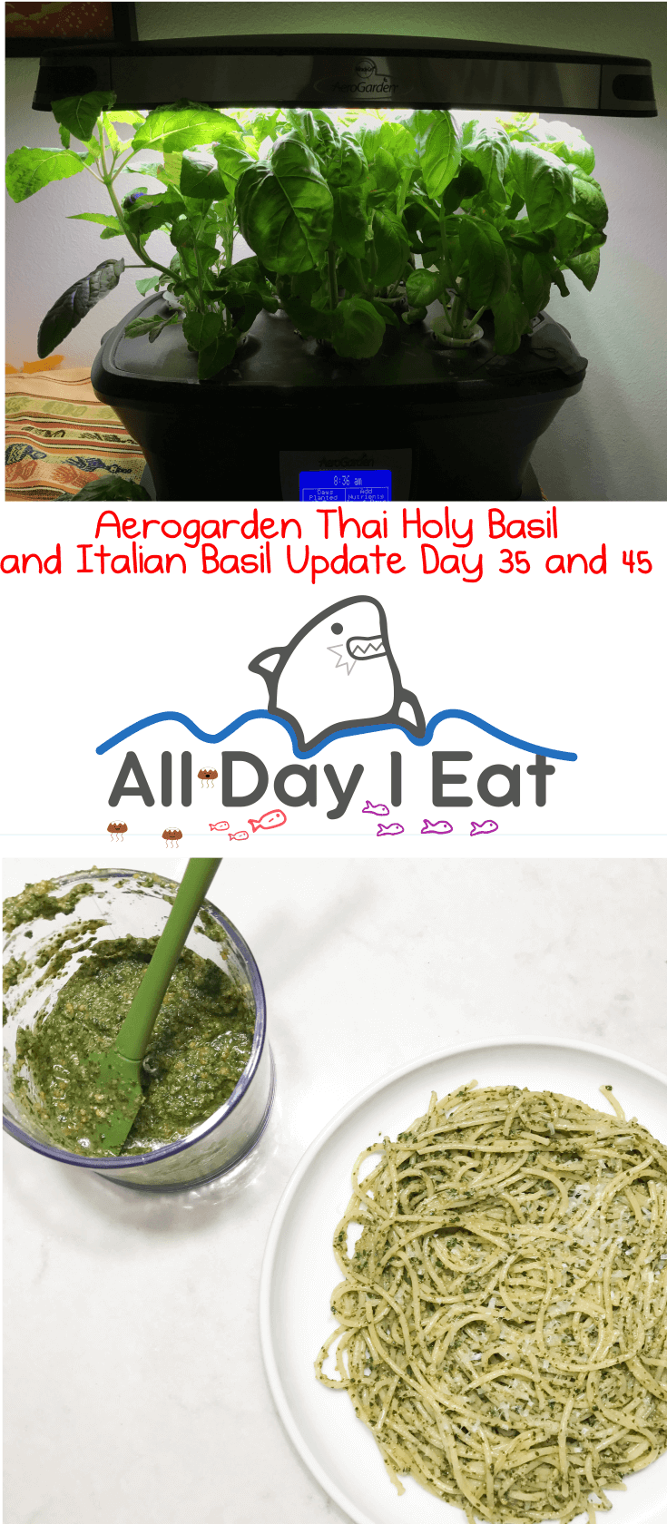 Aerogarden Thai Holy Basil (tulsi) and Italian Basil Update Day 35 and 45. I finally got to take my first harvest of Italian basil and made pesto with it. Can't wait to make Thai Basil Chicken with this thing!!| www.alldayieat.com