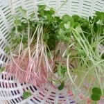 Growing Microgreens Part 1- Red and White Daikon, Wasabi, and Amaranth (2)