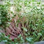 Growing Microgreens Part 1- Red and White Daikon, Wasabi, and Amaranth-2 (2)