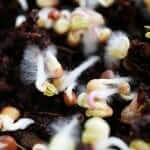 A close up of sprouts in a pot.