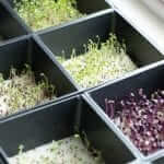 trueleaf market hydroponic microgreen kit sprouts