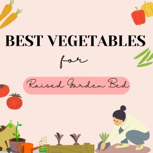 best vegetables for raised garden beds