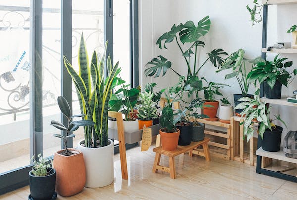 How to Grow Wasabi Indoors