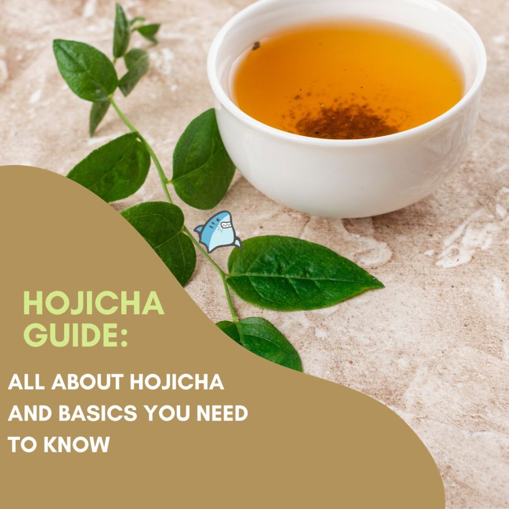 Hojicha Guide: All About Hojicha And Basics You Need to Know