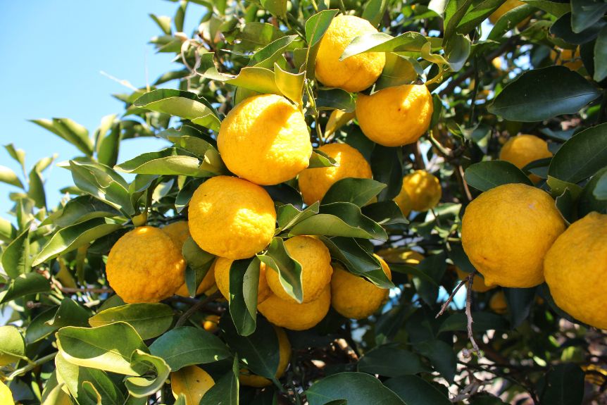 One of Japanese citrus varieties is Yuzu. This is Yuzu growing from its tree.