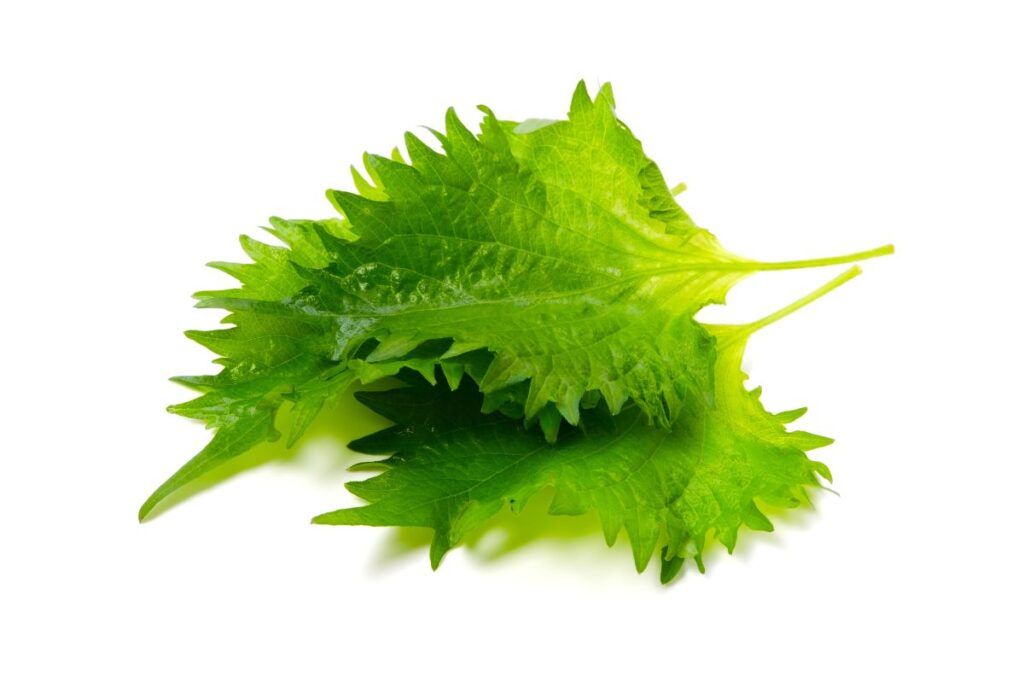 shiso leaves on a white background