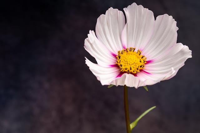 Close up of a Cosmos flower