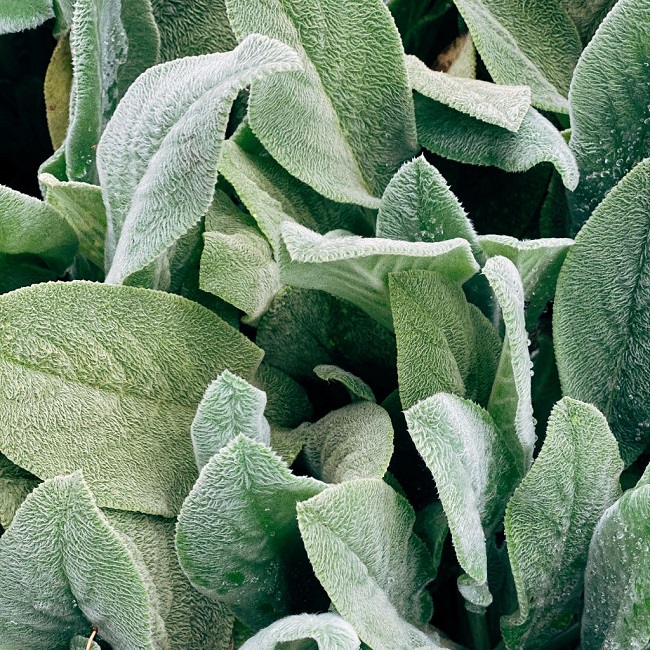 Closeup of Sage Plant