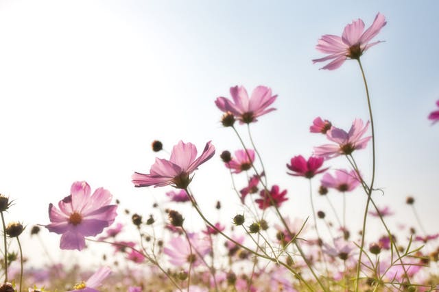 Cosmos Flowers on a field