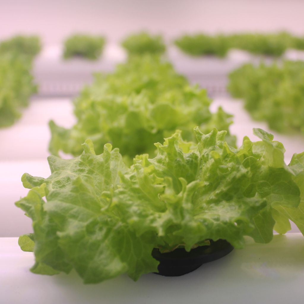 Growing Vegetables via Hydroponics