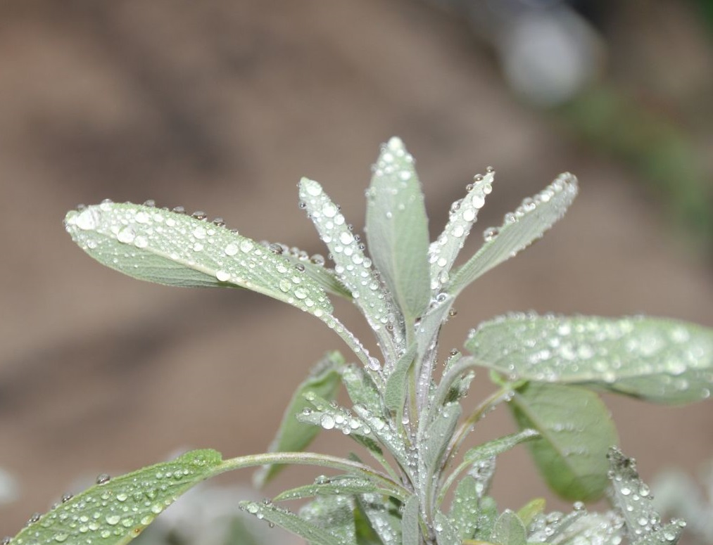 Sage with Water