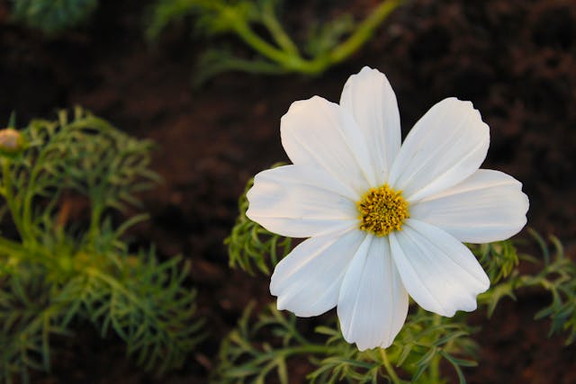 Are Cosmos Wildflowers featuring White Cosmos Flower